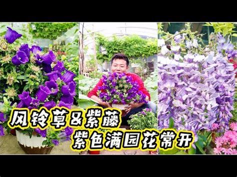 風鈴花花語|風鈴草的花語：創造力,我愛你,亦為放手